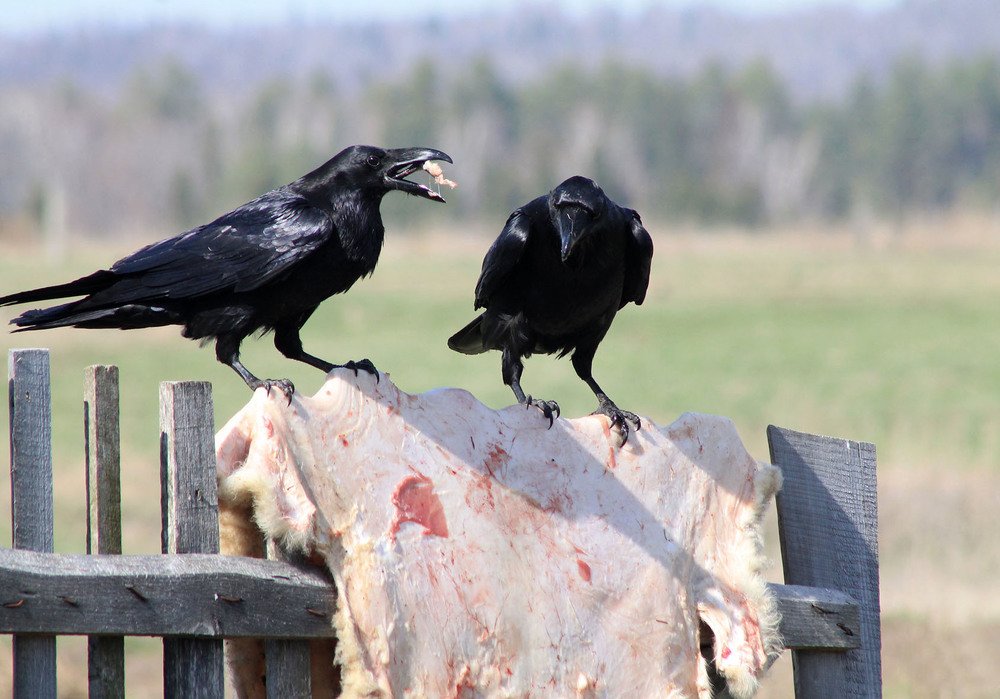 Фотография автора Людмила Иванова
