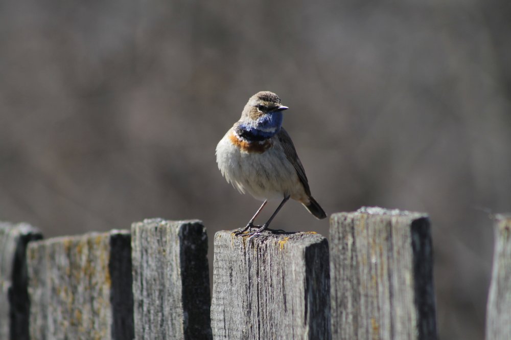 Фотография автора Людмила Иванова