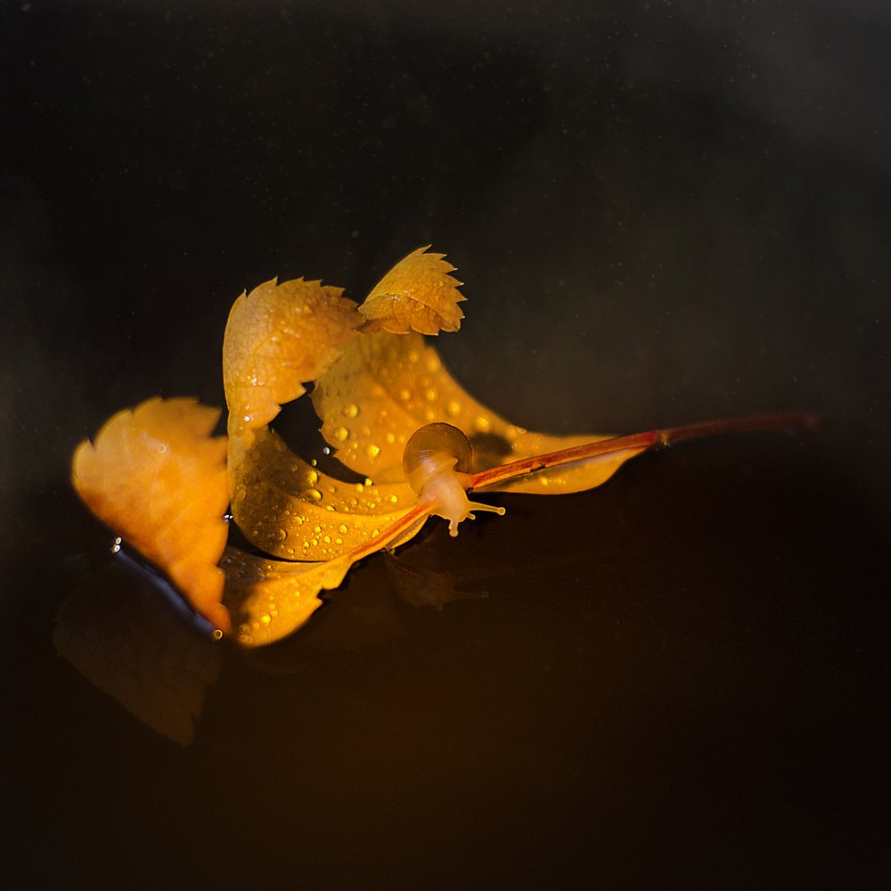 Photograph by Ольга Евгеньевна Головина