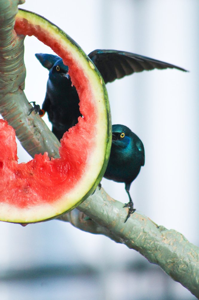 Photograph by Sahitya Murali