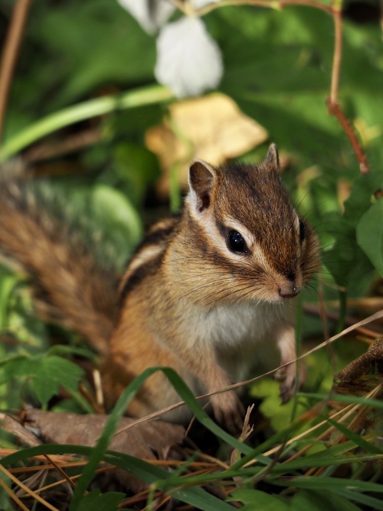 Бурундучок