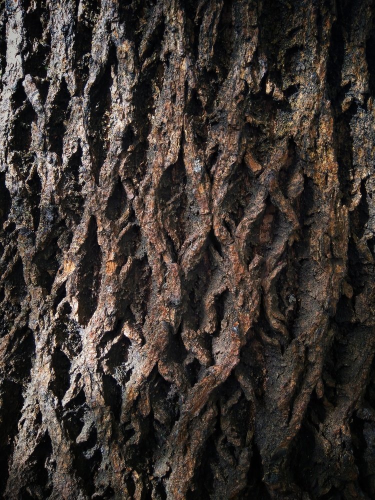 Фотография автора Виктор Конев