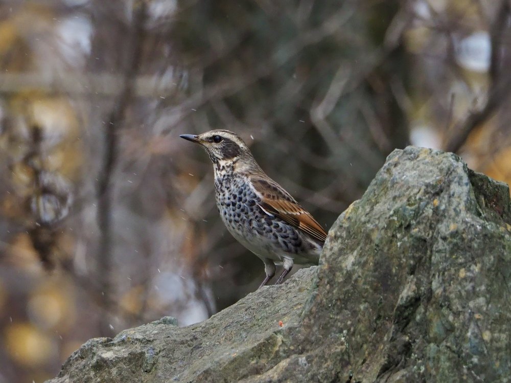 Photograph by Юлия Поршнева