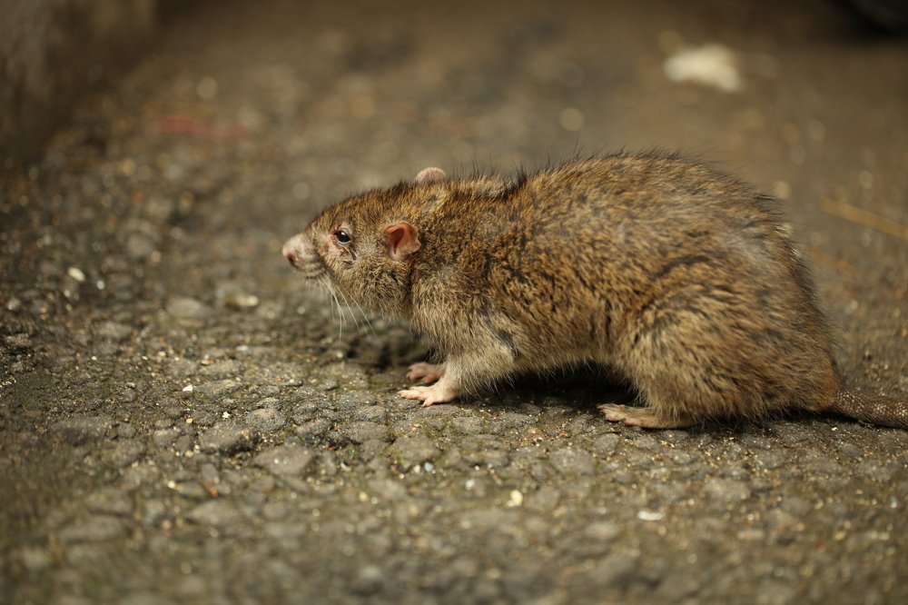 Photograph by Владимир Ясюкевич