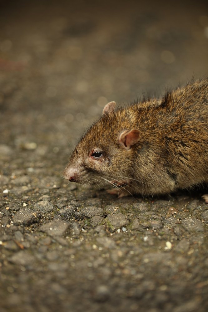 Photograph by Владимир Ясюкевич