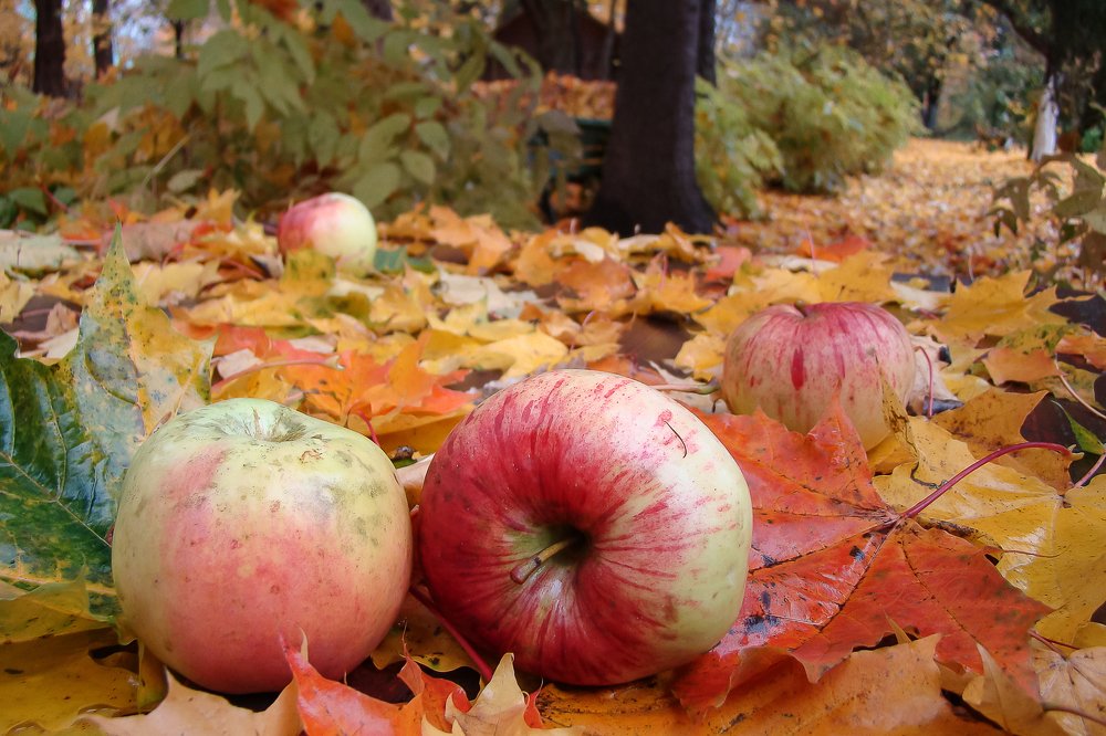 Мелиховский урожай