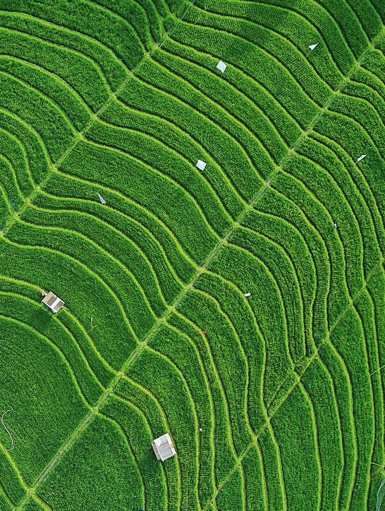 Green vibes