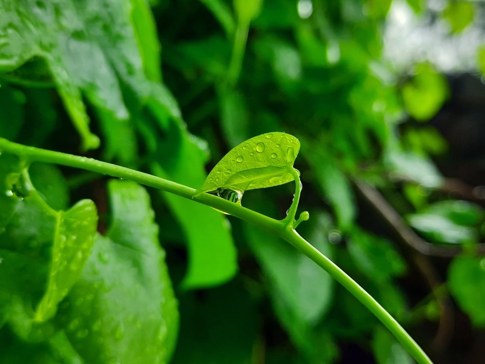A story after rain...