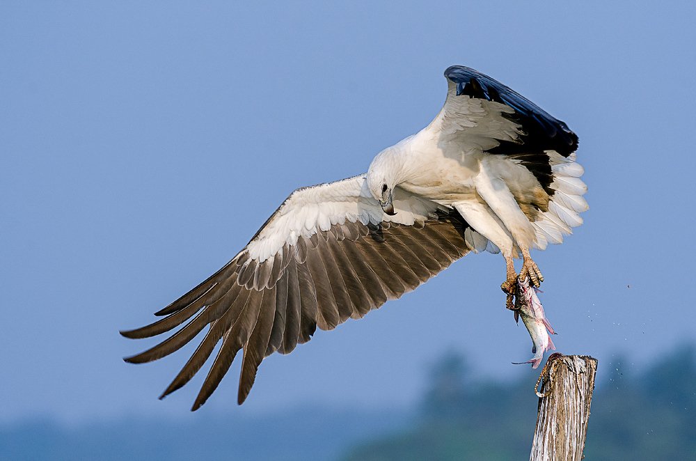 Photograph by Skanda SN