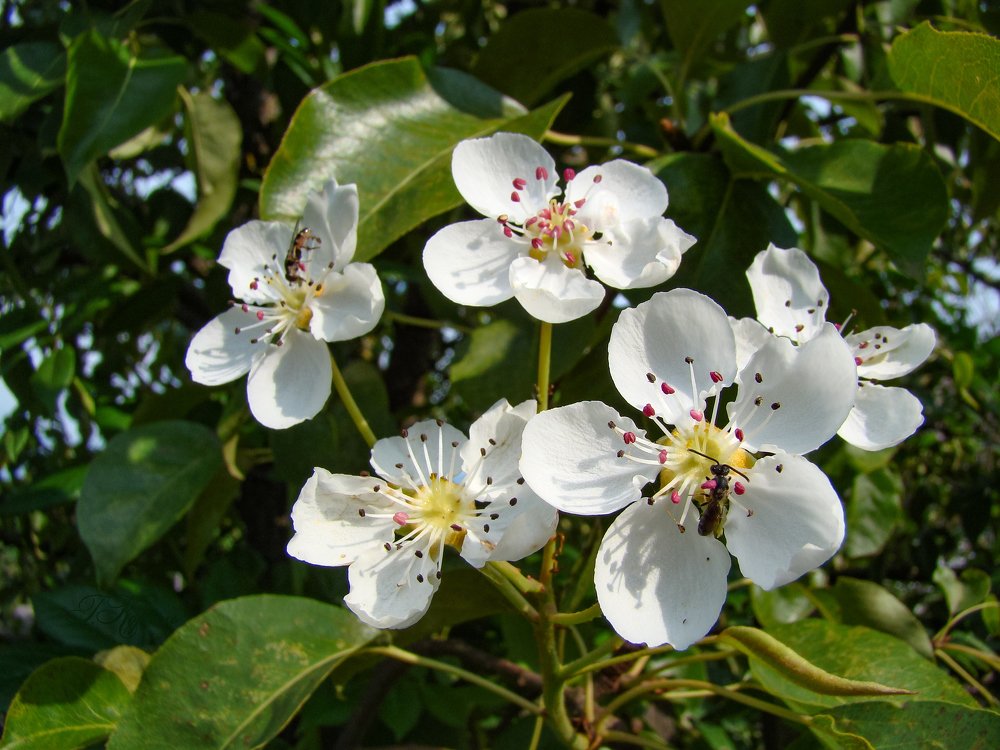 На осенней груше