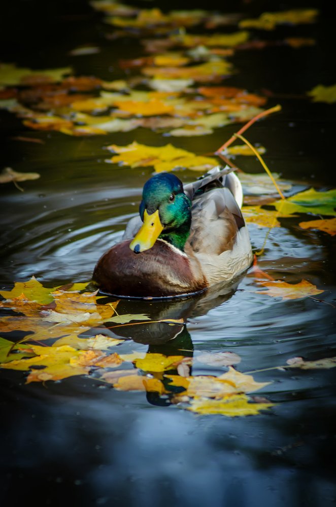 В окружении осени...