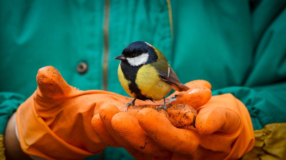 Чем журавль в небе