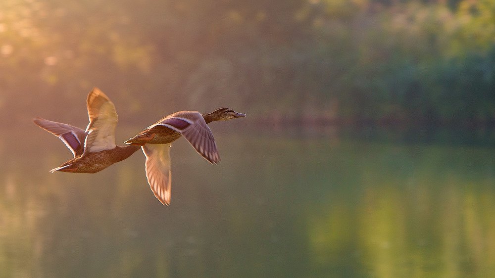 Photograph by Аркадий Саямов