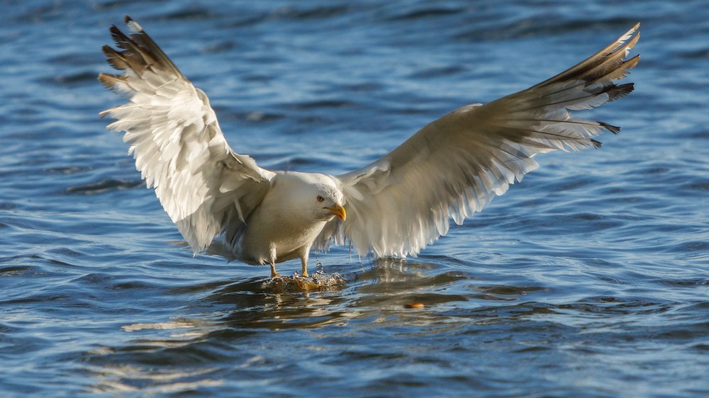 Photograph by Аркадий Саямов