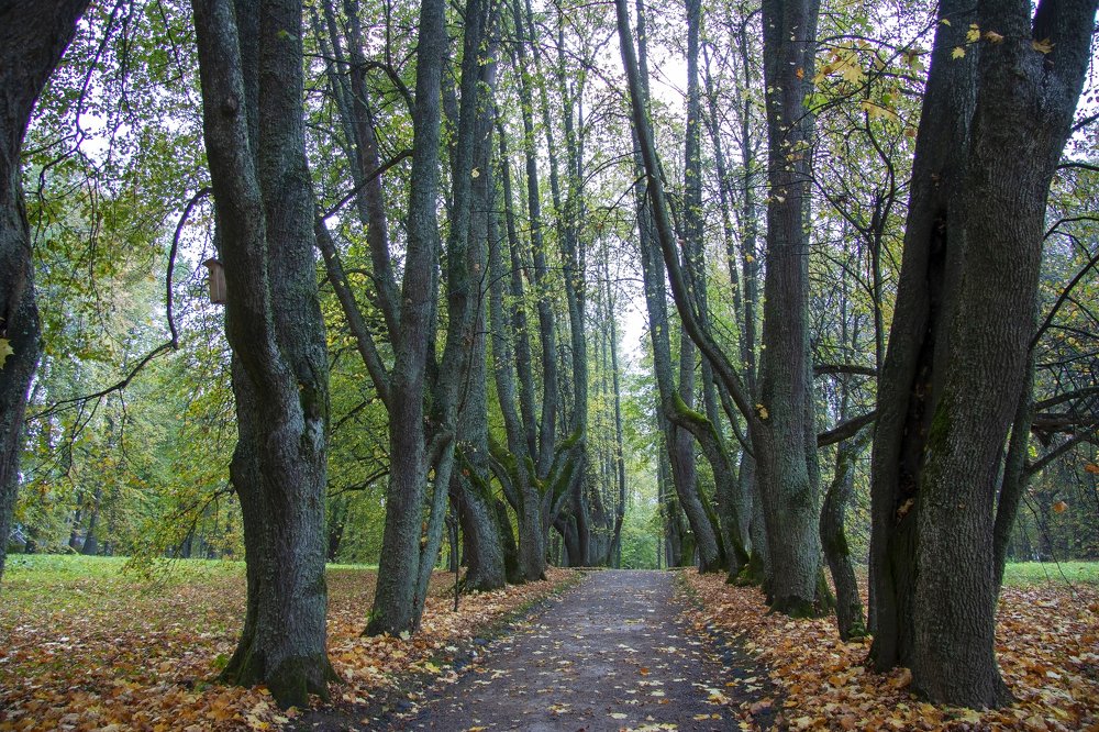 Photograph by Людмила Травина