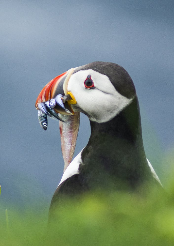 Photograph by Domagoj Sever