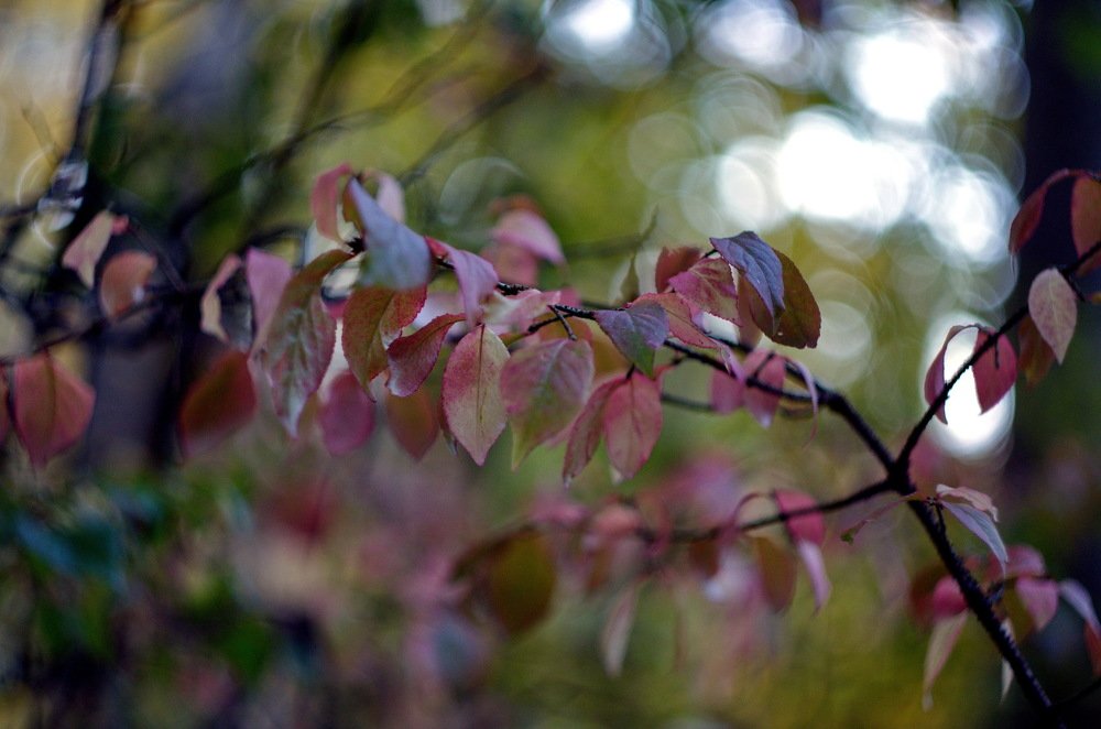 Photograph by Александр Шумаков