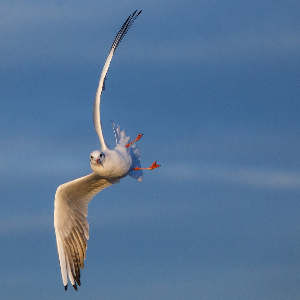 Photograph by Аркадий Саямов