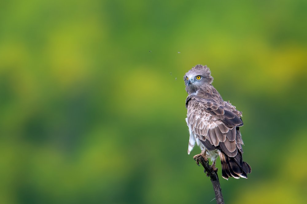 Photograph by Skanda SN