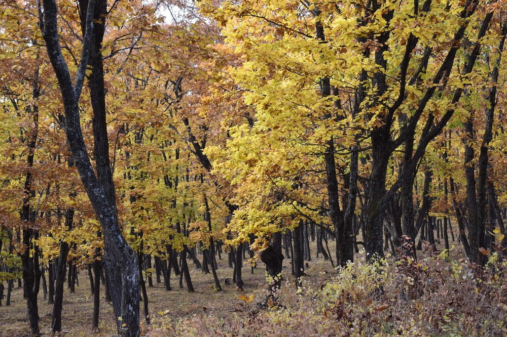 autumn in the forest