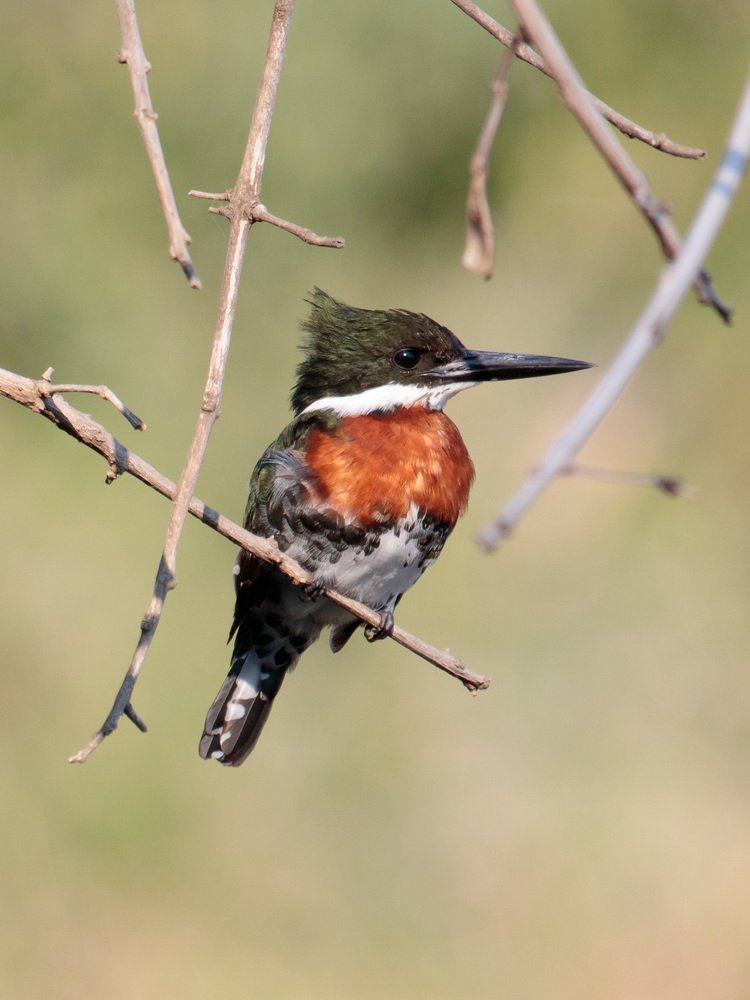 Martín pescador chico