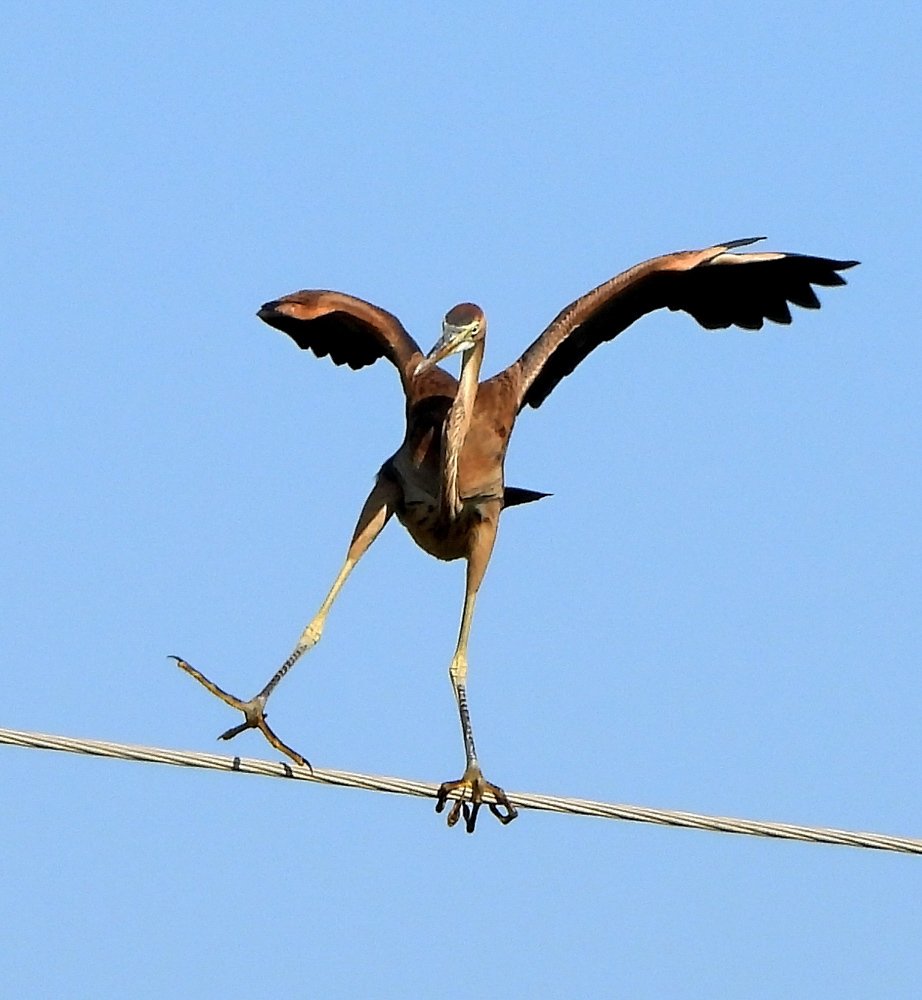 ...Она по проволке ходила, махала белою ногой...