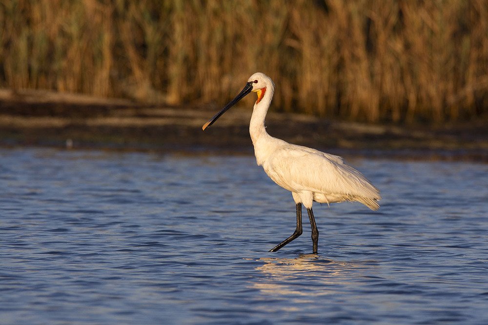 Южная красавица