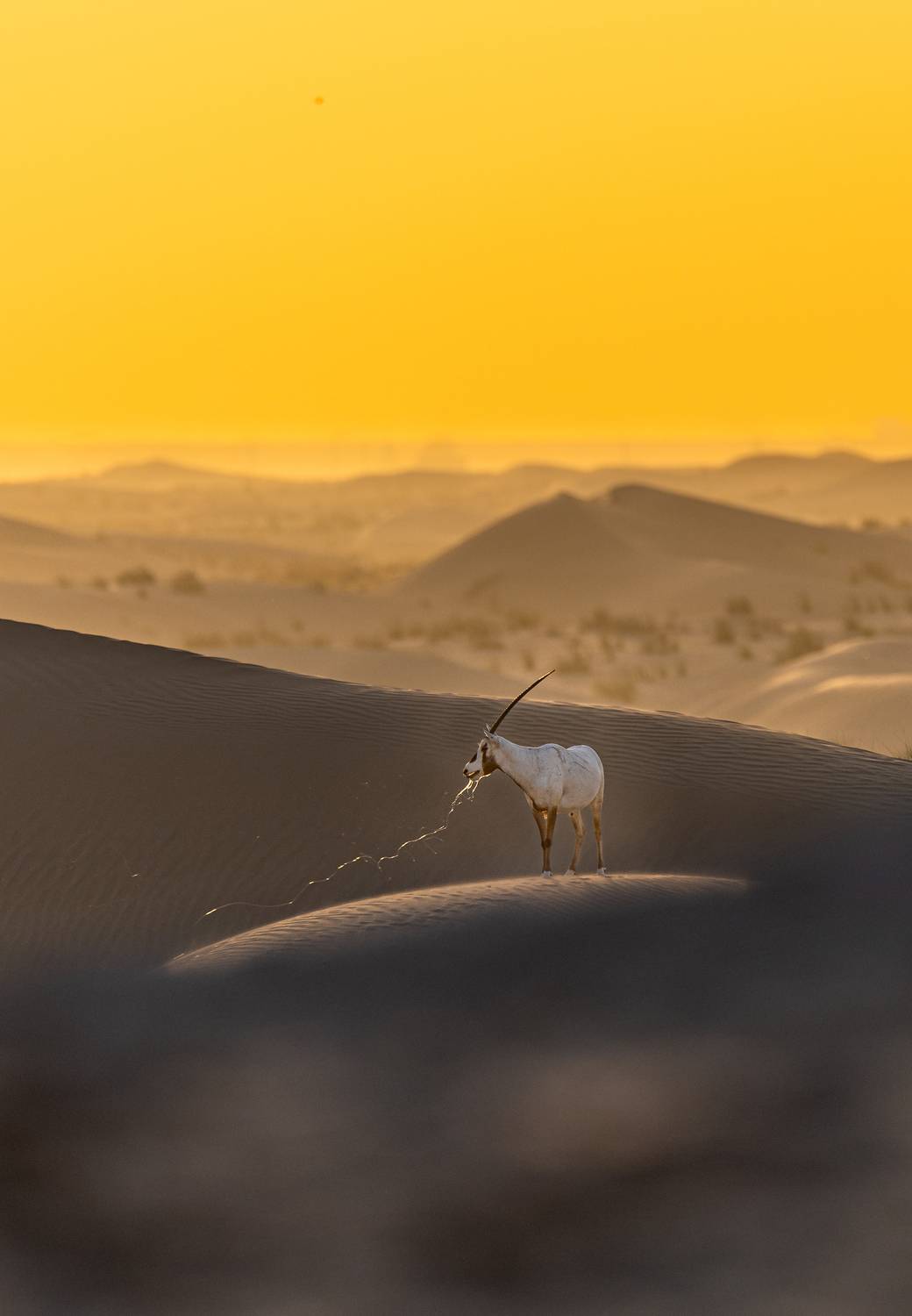 The Lone wanderer