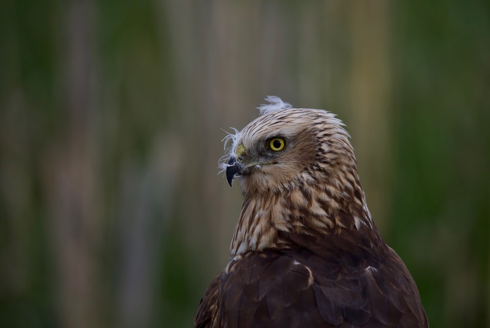 Болотный лунь самец.