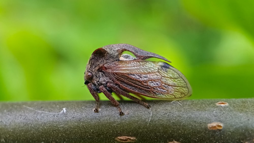 Photograph by Назарий Гандей