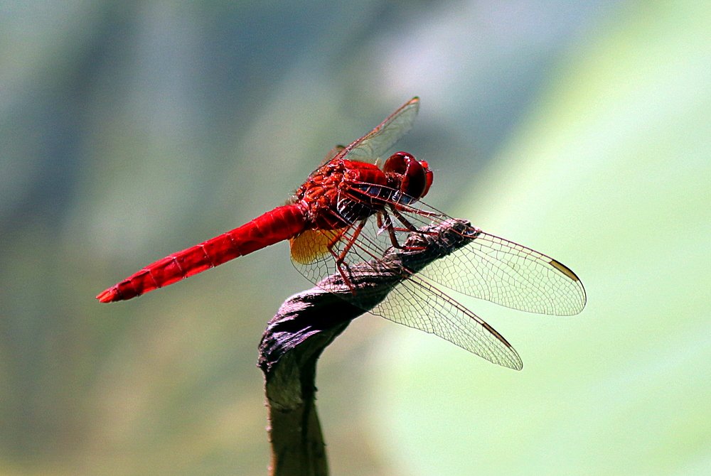 Фотография автора RAVVA - GIAUME Tatiana