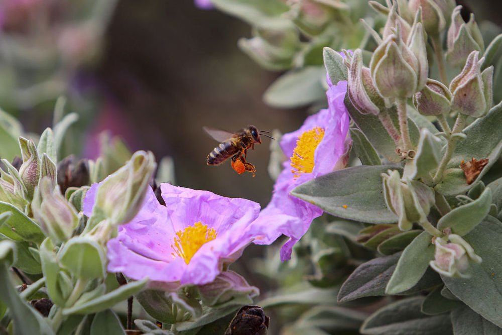 Фотография автора RAVVA - GIAUME Tatiana