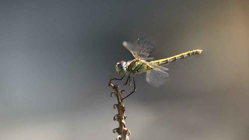 Фотография автора RAVVA - GIAUME Tatiana