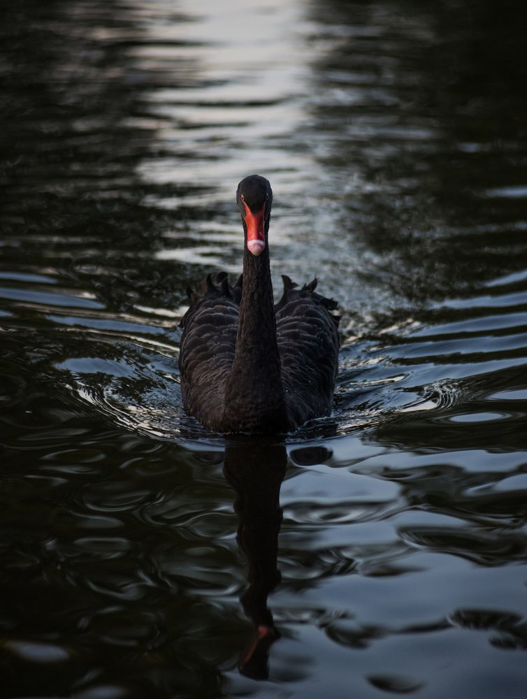 Photograph by Даркина Дарья