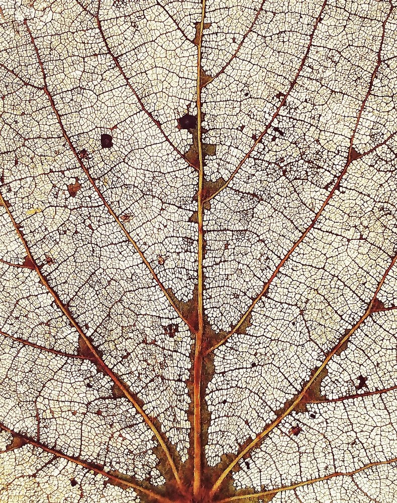 Photograph by Елизавета Лутцева