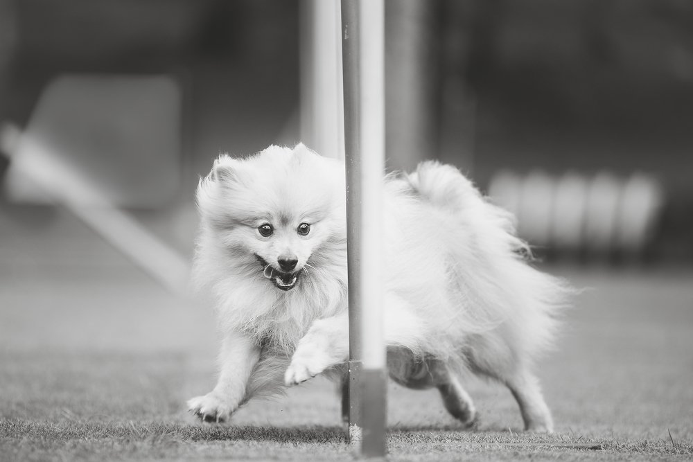 Photograph by Deise de Oliveira