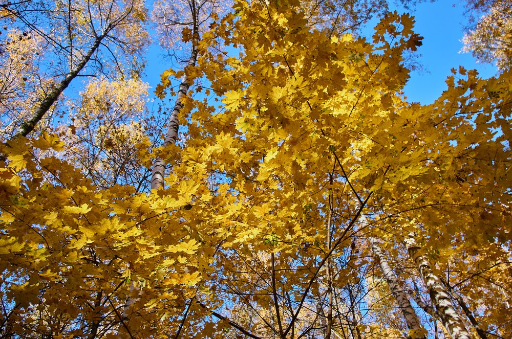 Яркие краски осени