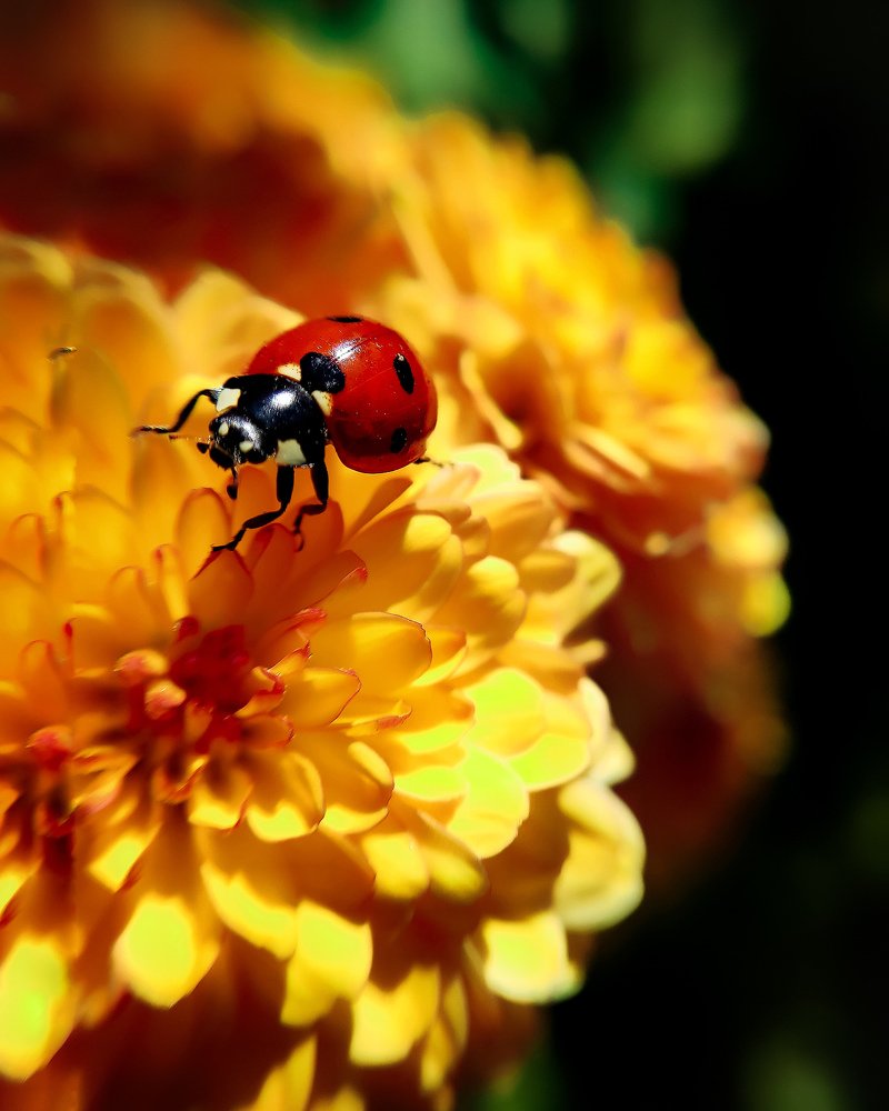 Осенний марафон.