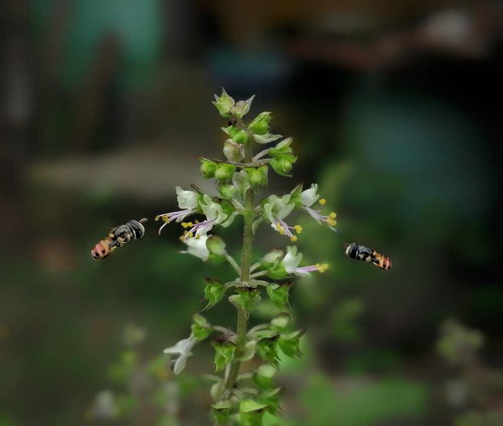 Busy Hoverflies.