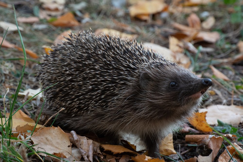 Photograph by Галина Суровицкая