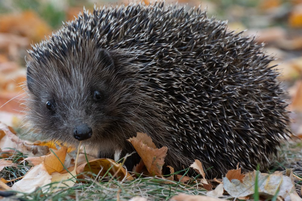 Photograph by Галина Суровицкая
