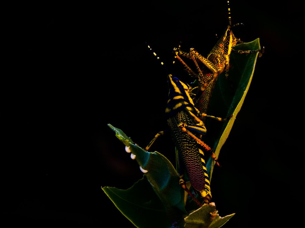 Painted Grasshoppers