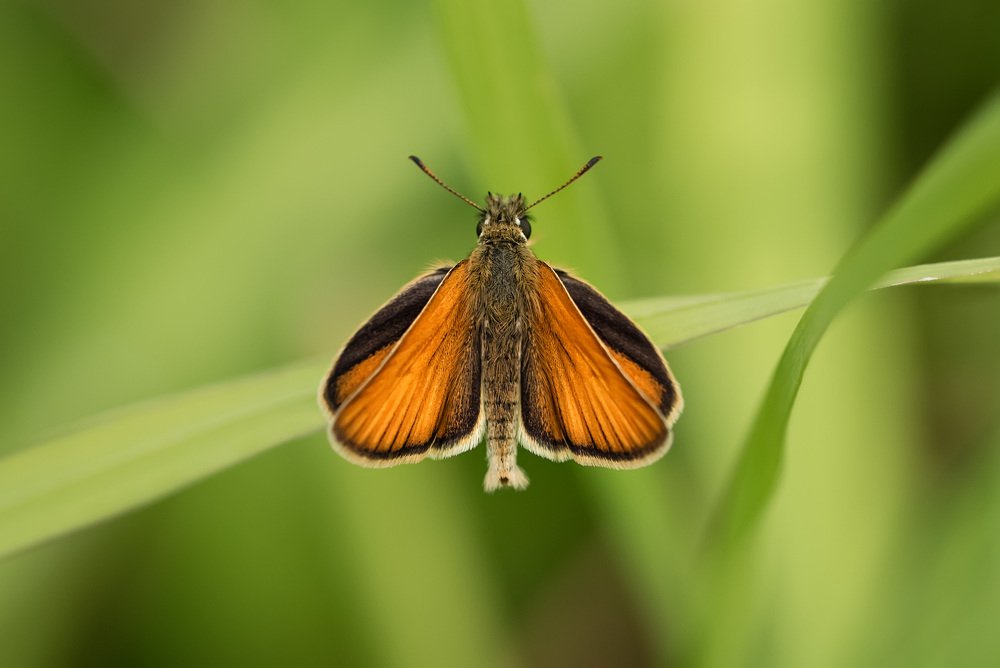 Photograph by Ольга Рагинская