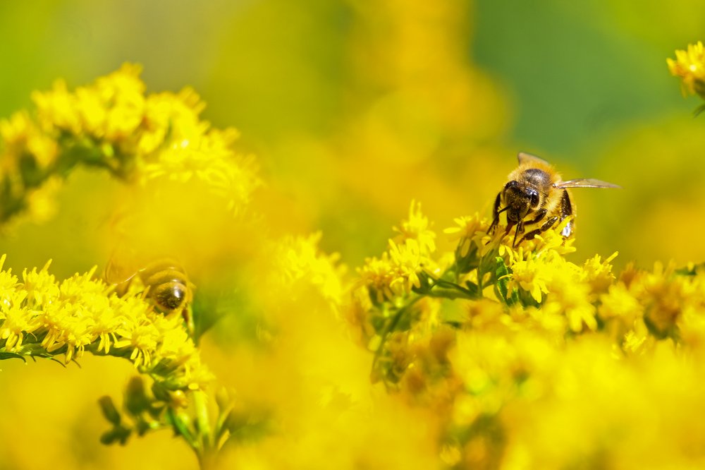 Photograph by Joachim Royal