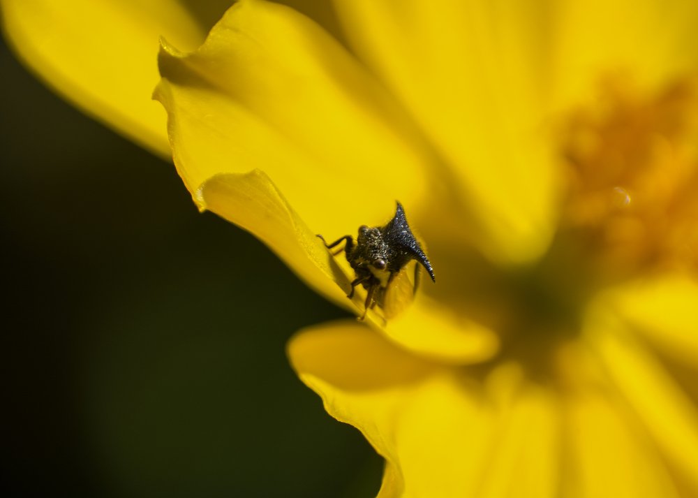 Photograph by Mahesh Pinnaduwage