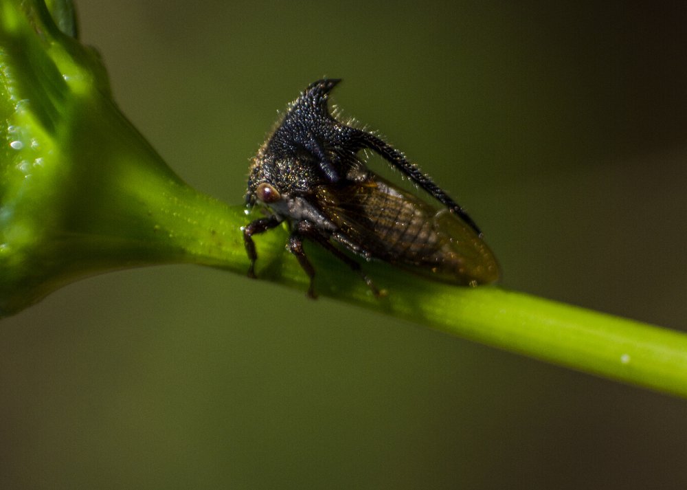 Photograph by Mahesh Pinnaduwage