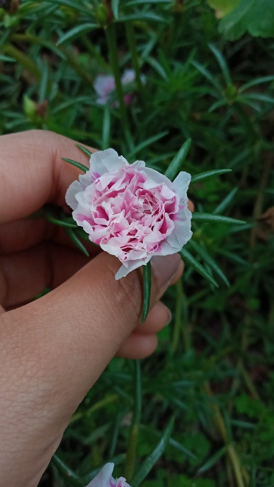 Photo #5107379