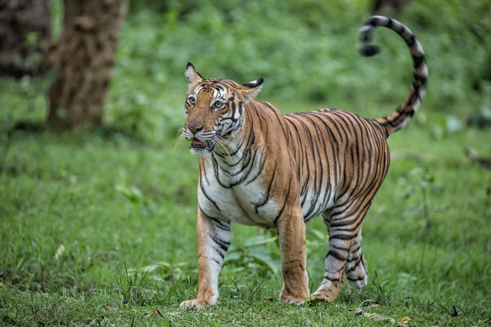 Tiger and the green.