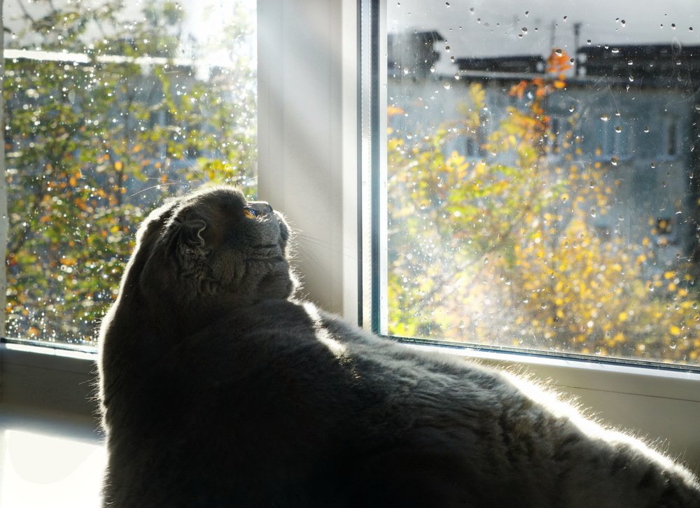 Сегодня лучик солнца заглянул в окно.....