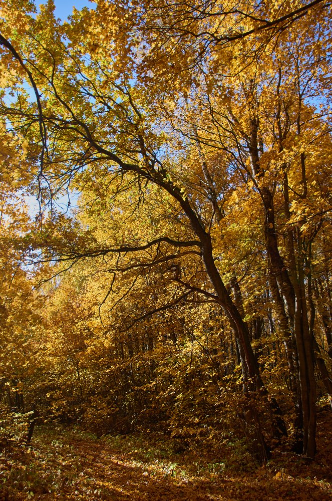 Осенний лес